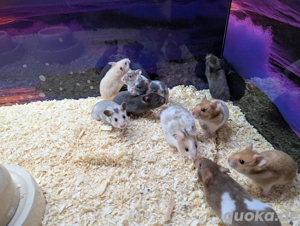 Goldhamster Weibchen Bild 4