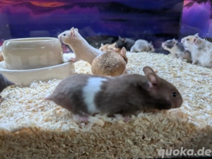 Goldhamster Weibchen Bild 8