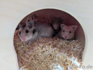Goldhamster Weibchen Bild 7