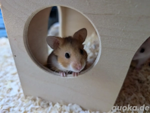Goldhamster Weibchen Bild 3