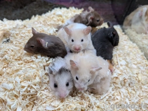 Goldhamster Weibchen Bild 10