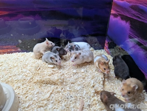 Goldhamster Weibchen