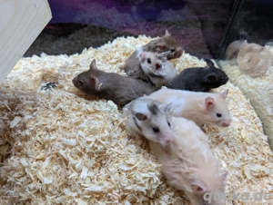 Goldhamster Weibchen Bild 9