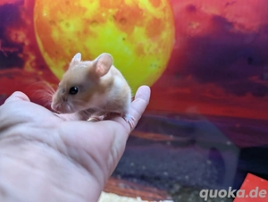 Goldhamster Weibchen Bild 6