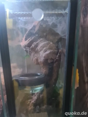 avicularia juruensis m2 