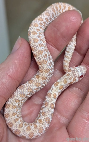 1.0 Superarctic Albino het Axanthic - Heterodon nasicus, Hakennasennatter 