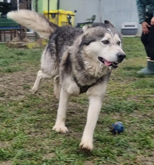 Der fröhliche Malamute COCO sucht seine Menschen
