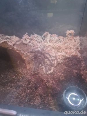 lasiodora parahybana