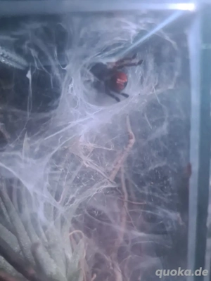 Chromatopelma cyaneopubescens,