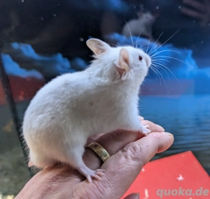 Goldhamster Männchen abzugeben Bild 10