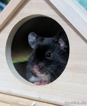 Goldhamster Männchen abzugeben