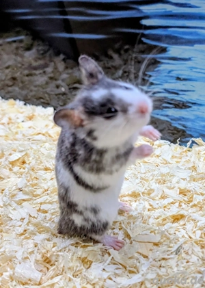 Goldhamster Männchen abzugeben