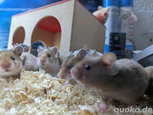 Goldhamster Männchen abzugeben Bild 9
