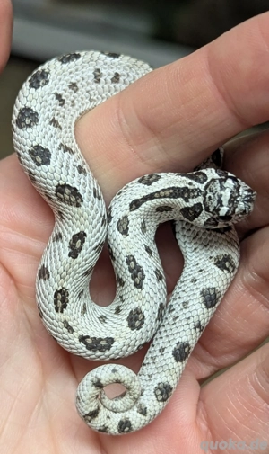 1.1 Superarctic Conda dh Snow (het Axanthic, Albino) - Heterodon nasicus, Hakennasennatter 