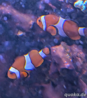 Clown Fisch Pärchen und 1-2 Einsiedler suchen noch 