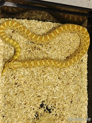 1.0 Toffifee Het sable 