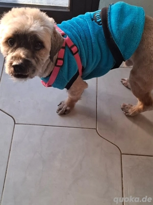 Hund Rüde Havaneser Mischling Tierschutz  Bild 5