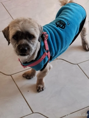 Hund Rüde Havaneser Mischling Tierschutz 