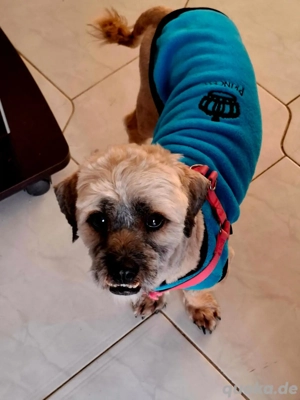 Hund Rüde Havaneser Mischling Tierschutz  Bild 6