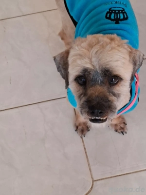 Hund Rüde Havaneser Mischling Tierschutz  Bild 4