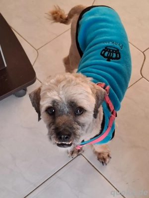 Hund Rüde Havaneser Mischling Tierschutz  Bild 7