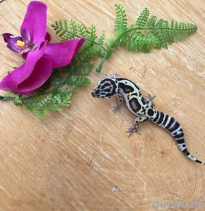 Leopardgecko