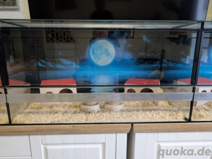 Zubehör für Goldhamster