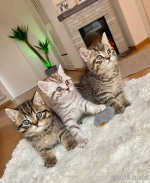    Liebevolle Britisch-Kurzhaar-Kitten suchen ein neues Zuhause 