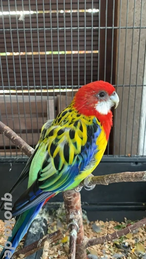 Rosellasittich abzugeben