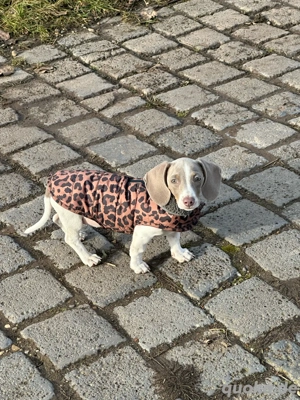 Suche Zwergdackel Rüde 