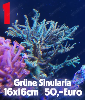 Korallen Meerwasseraquarium