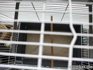 Kanarien Kanarienvögel 