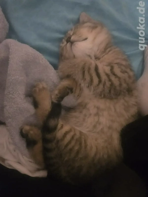  hübsche verschmuste baby Weibchen traum Kätzchen 