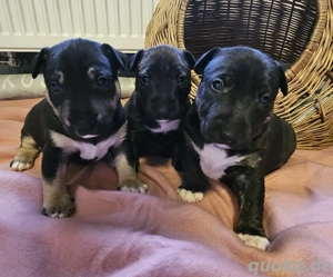 Schokoträger Miniatur Bullterrier Welpen mit Ahnentafel