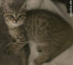  hübsche verschmuste baby Weibchen traum Kätzchen 