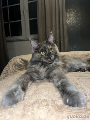 Maine Coon Youngster m.Papieren 