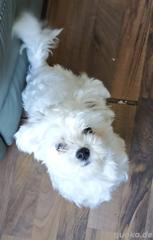 Malteser Mädchen 1 Jahr