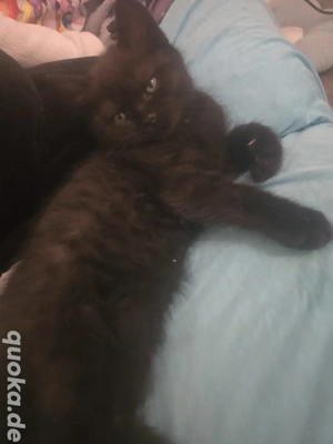 süßer  baby Katerchen 