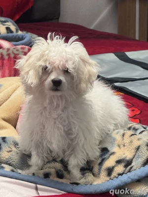 Süßes Welpenmädchen sucht liebevolles Zuhause 