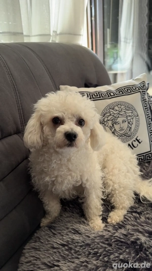    Malteser (männlich, 4 Jahre alt) sucht liebevolles Zuhause   