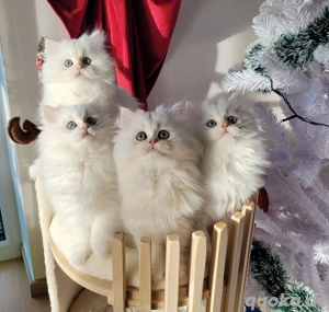 Edelkatze Britisch Langhaar Kurzhaar BLH BKH Kitten, Stammbaum 