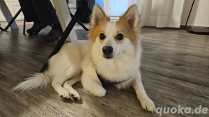 Zeus sucht liebevolles festes Zuhause