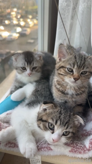 BKH Kitten Mischlinge