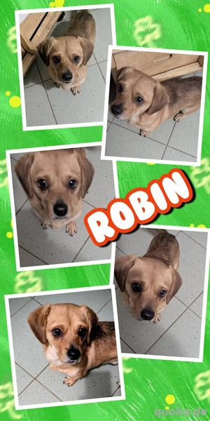 sehr kleiner, lieber, katzenverträglicher, menschenbezogener Rüde "Robin" sucht ein Zuhause
