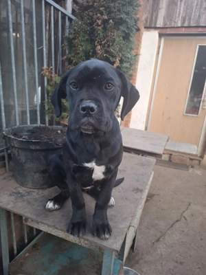 Cane Corso Welpen reinrassig 