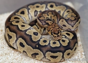 Königspython 1.0 Morph.clown 