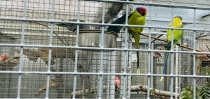 Pflaumenkopfsittiche