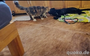 Labrador   Drahthaar Mischling 