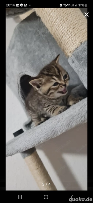 Britischkurzhaar Junge 