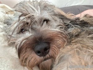 Wuschel Matteo sucht liebevolles Zuhause